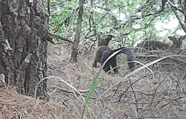 Drawing of partial enlargement of the previous picyure