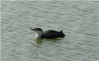 The rare Red-throated Diver Gavis Stella
