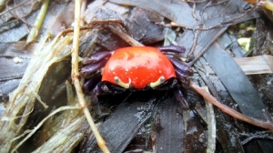 A thick-legged fiddler crab moving around the Dongsha Island atoll.