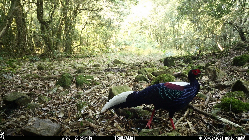 Swinhoe's Pheasant in Yushan