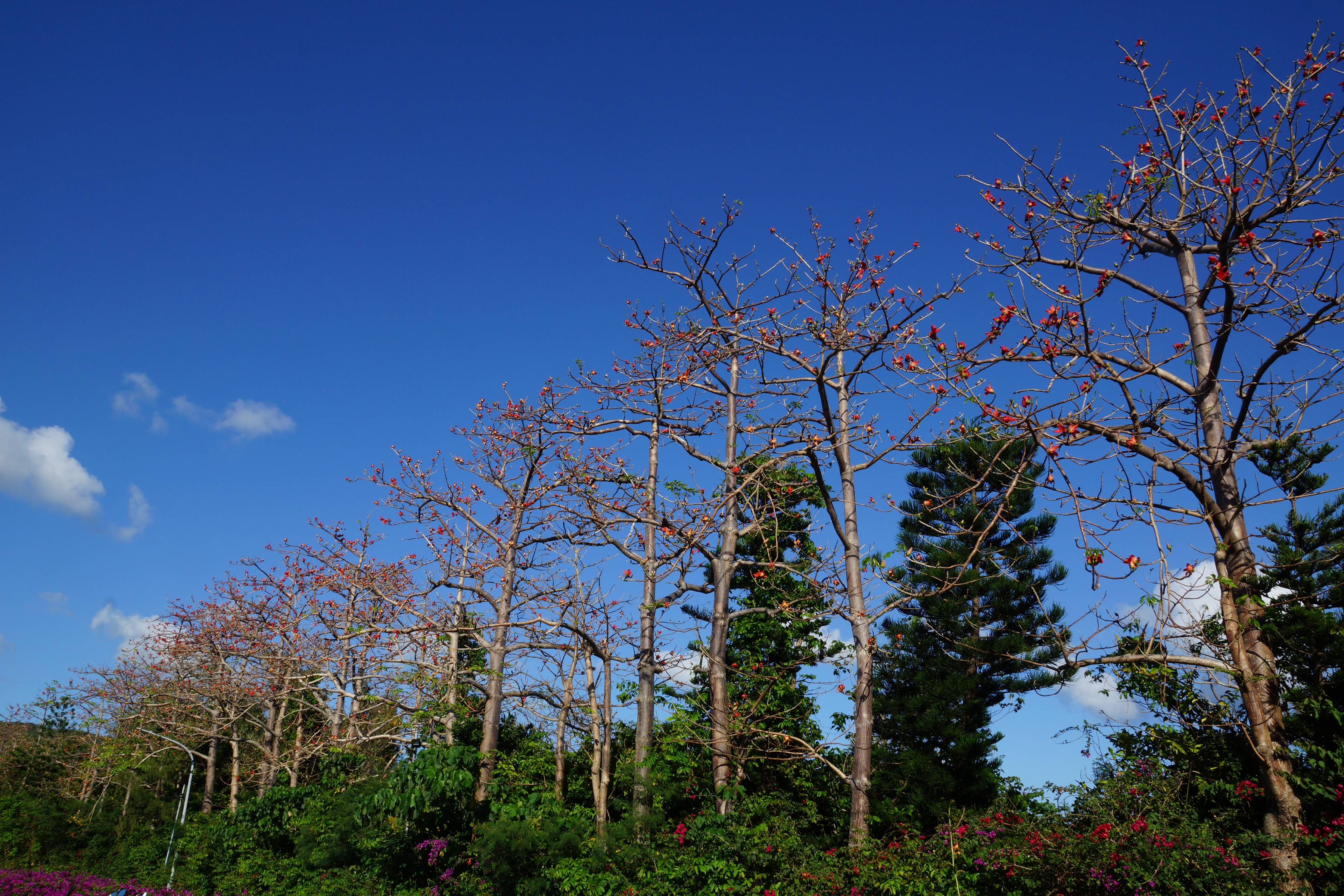 往日木棉花開景況