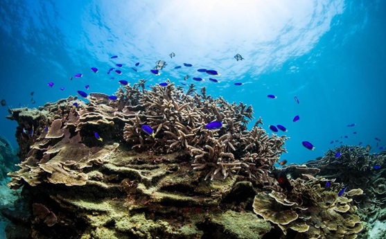 澎湖南方四島海域內的珊瑚礁,是許多海洋生物安穩的庇護所