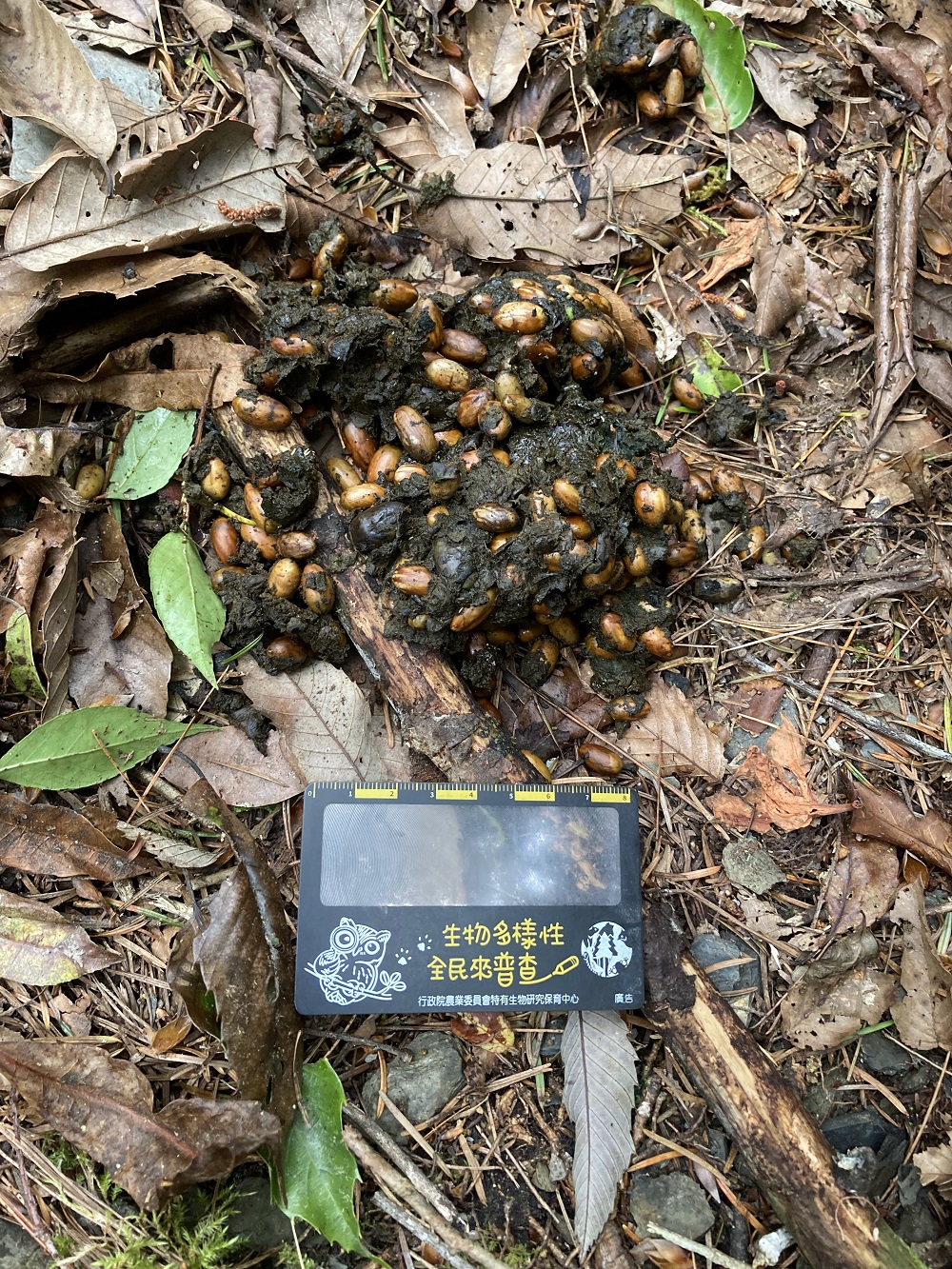 黑熊排遺中有殼斗科種子