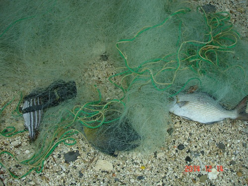 於砂島海域違法下網捕魚的漁具及漁獲