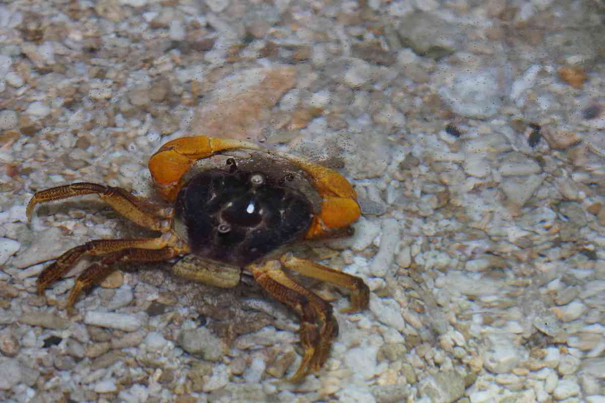 The land crabs may safely cross the road to release larvae. 