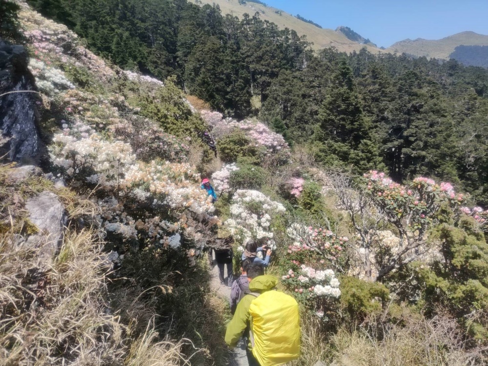 小奇萊步道花況(太管處資料照片)