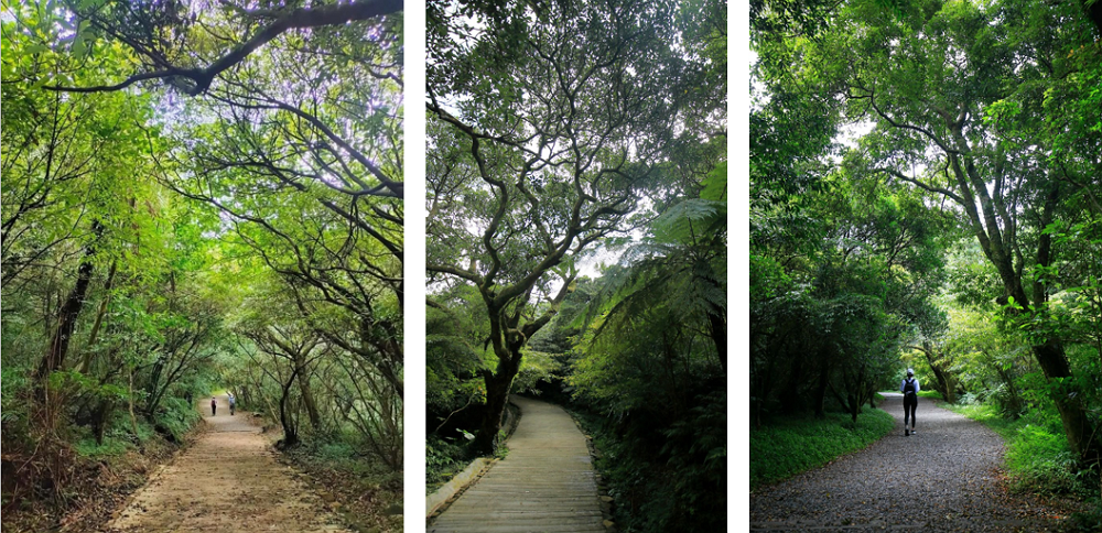 the Mt. Miantian-Mt. Xiangtian Trail of Yangmingshan National Park