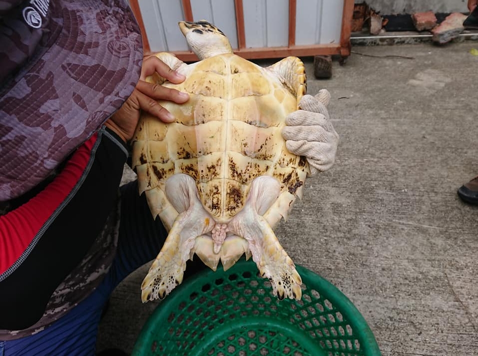 On September 13, 2021, a hawksbill sea turtle tangled in an abandoned fishing net was found in the south of Dongsha Islands,two pictures. 