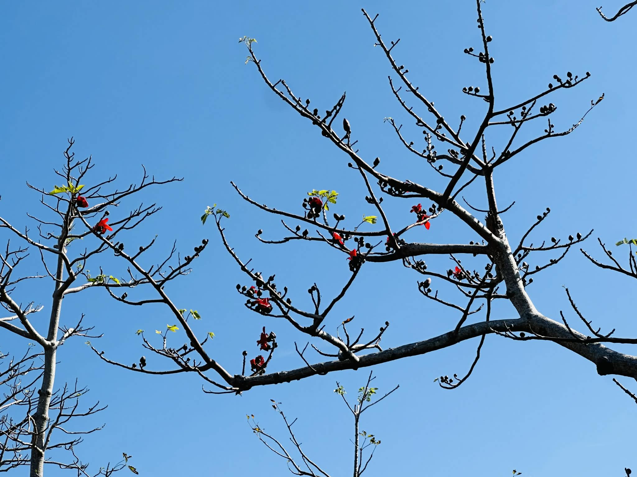 木棉花含苞待放