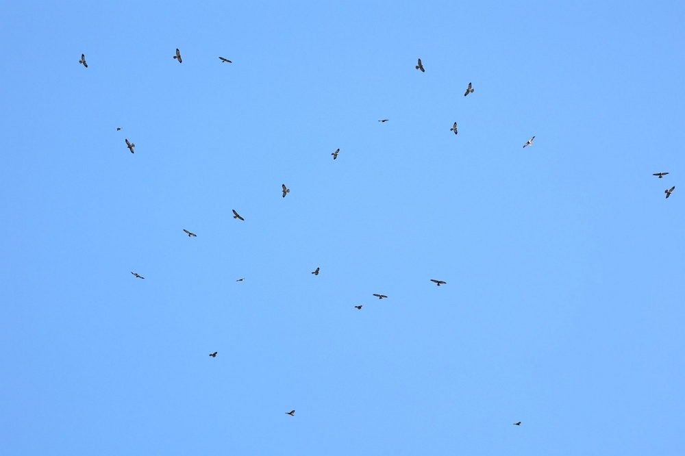 Chinese Sparrowhawks