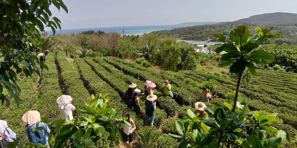 港口採茶體驗,海景一色/墾管處提供
