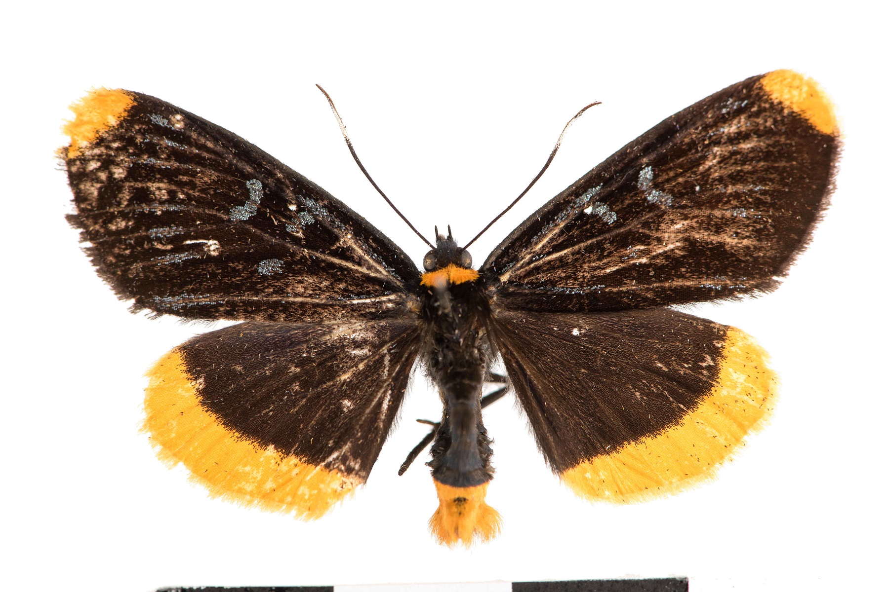 Ophthalmis lincea intermedia