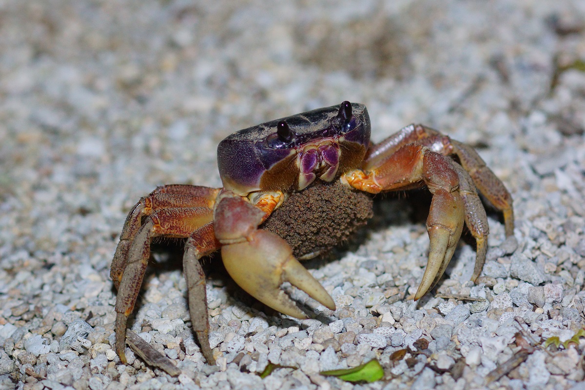 The Kenting National Park Headquarters Announced the Crab Protection Traffic Control Measures for 2022