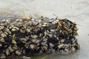 Driftwood on Dongsha Beach is a pleasant habitat for several crab species.