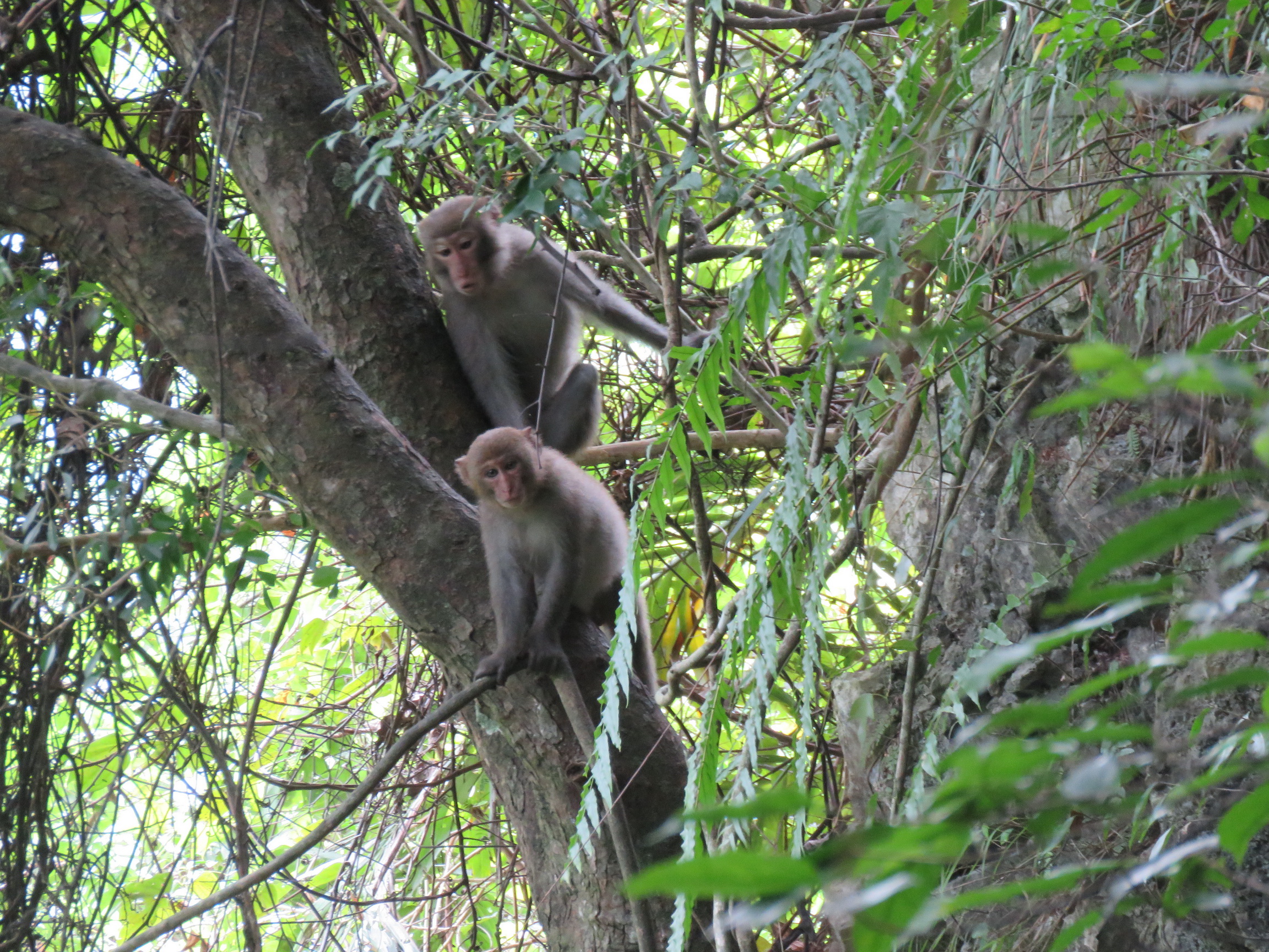 Formosan rock macaques,two pictures.