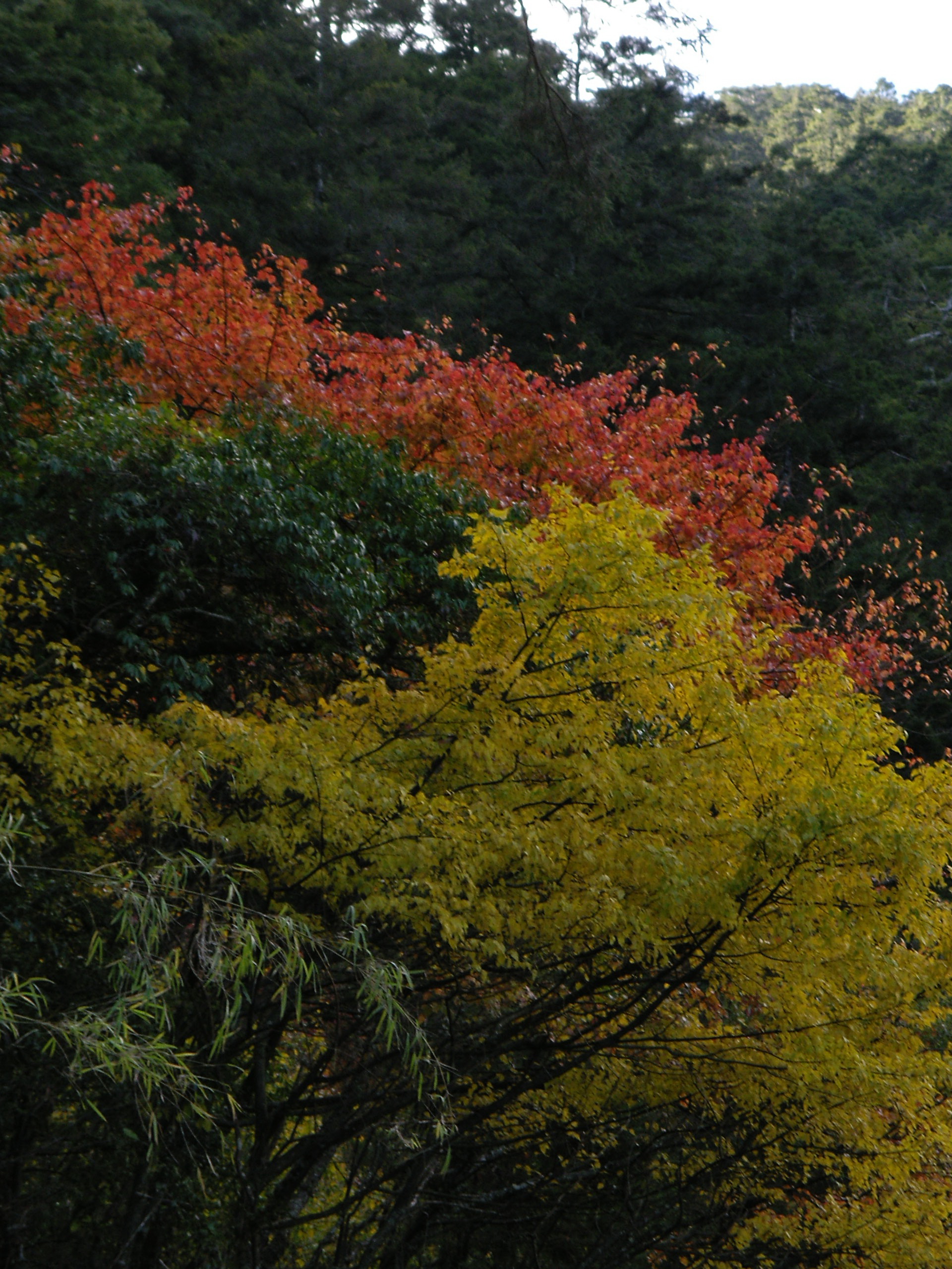 楓紅