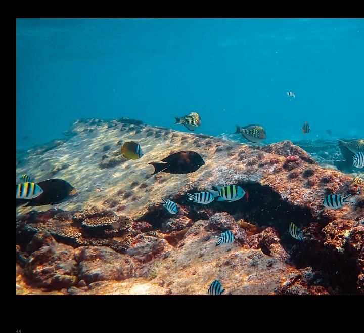 魚群在東沙海域沈船邊悠遊