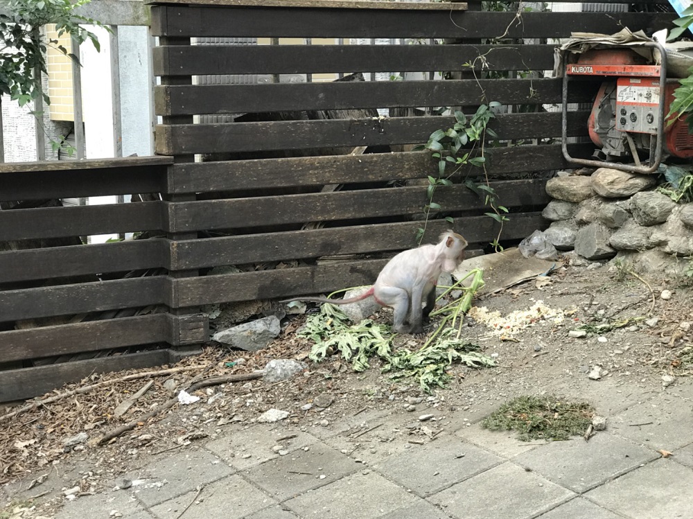 脫毛不健康的獼猴(太管處資料照片)