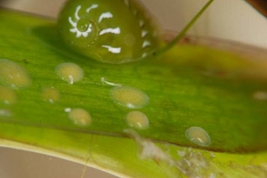 Translucent and gelatinous round masses – eggs of Emerald nertie