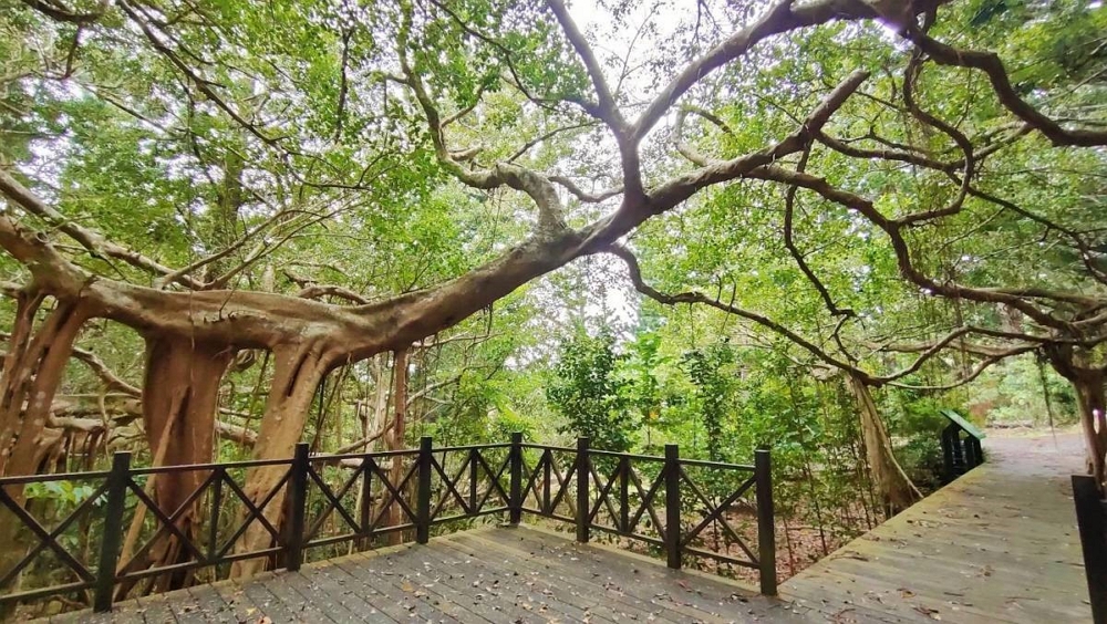 港口白榕園