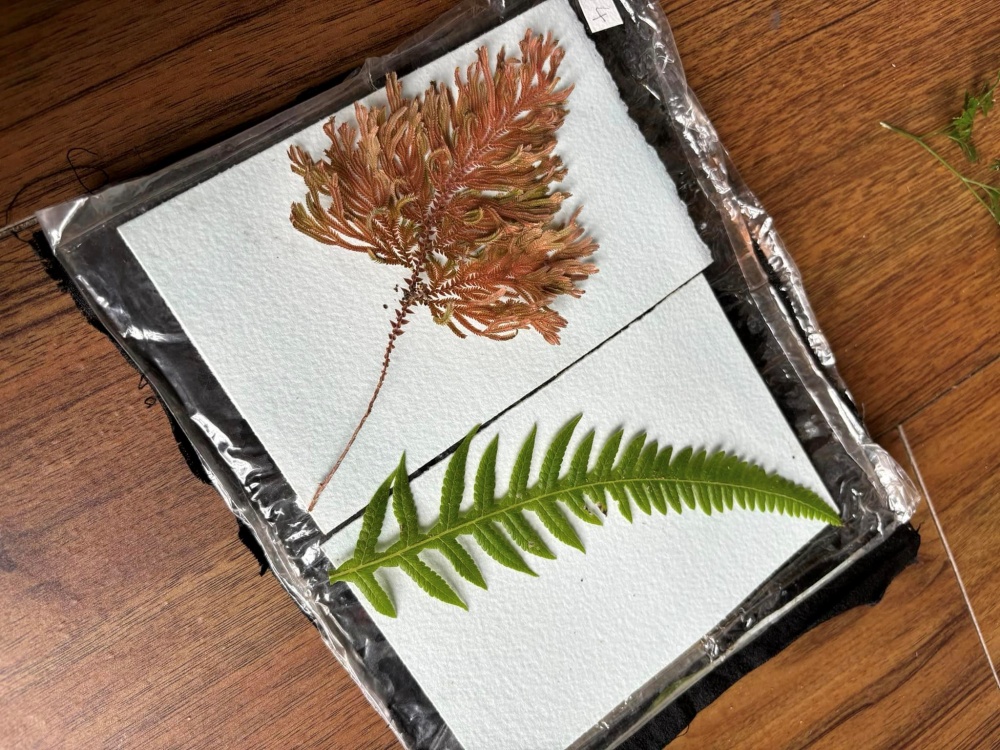永恆自然，讓植物們再次發光