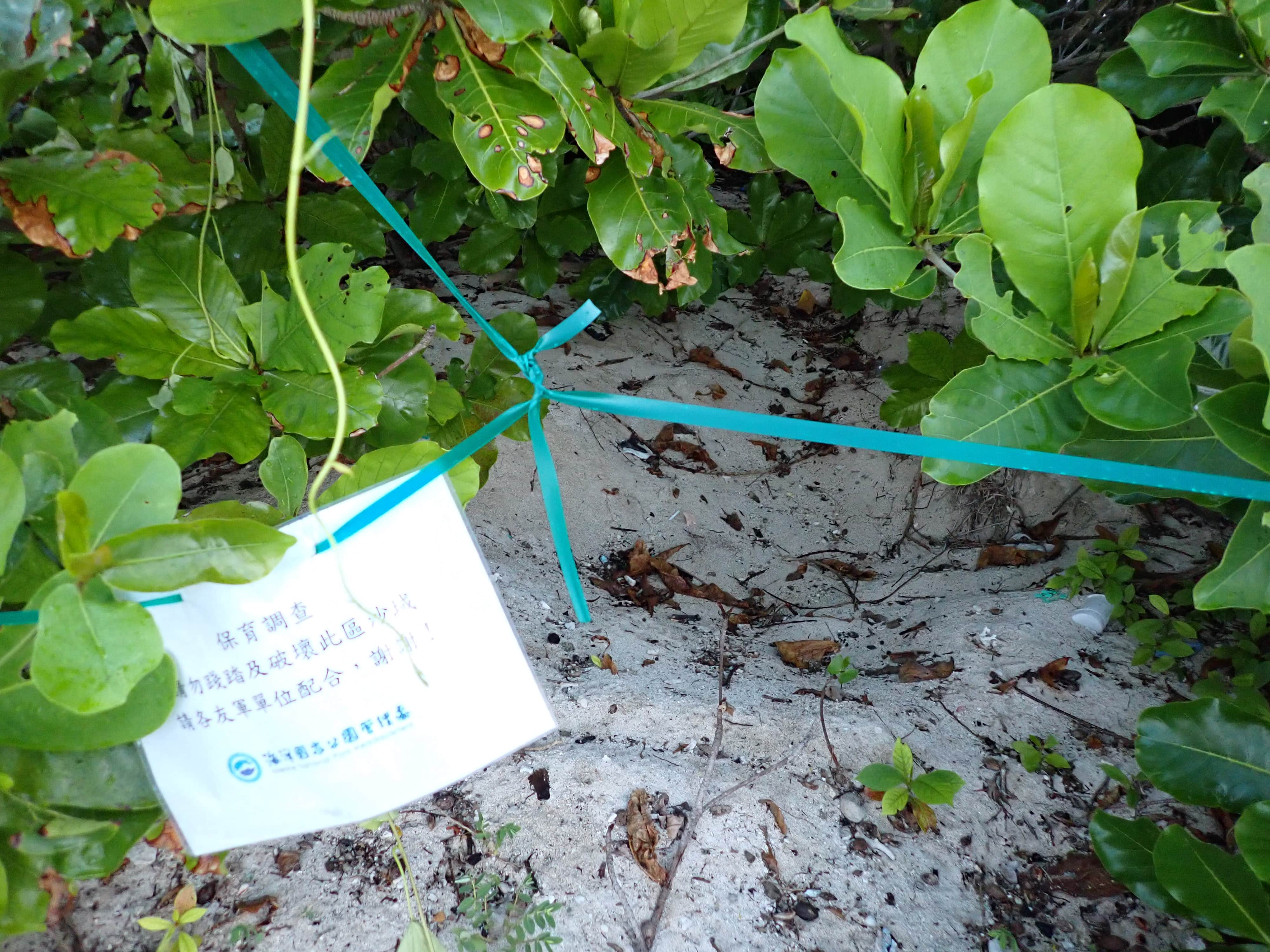 A total of two turtles have been recorded coming ashore eight times, and they found three pits suspected to be nesting sites.