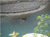  The Formosan serow attempts to wade across the river. 