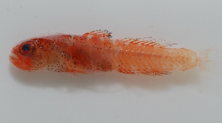 The world's smallest coral reef benthic fish species—Trimmatom nanus/Photographed by Chen Yi Xiong.