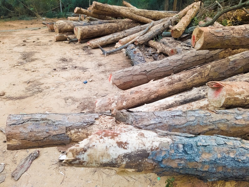 伐倒之病枯木集材後運離現場,避免病蟲害擴散