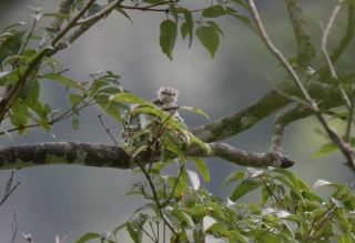 灰喉山椒鳥幼鳥