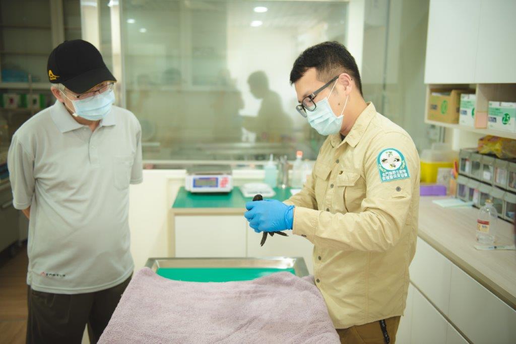 金管處接獲民眾通報將傷鳥送至金門縣野生動物救援暨保育協會進行診斷