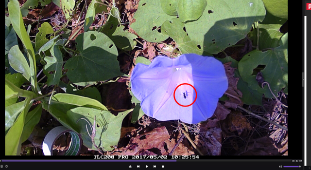 Braunsapis bees help nectariferous plant that bloom all year round 