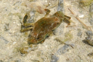 The Thalmalita crab only appears in the atoll region of Dongsha.