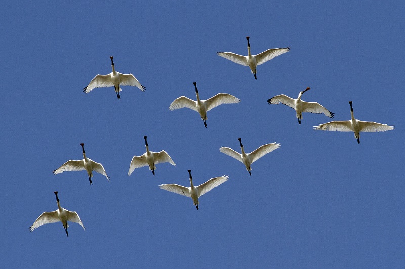 Black-faced Spoonbill
