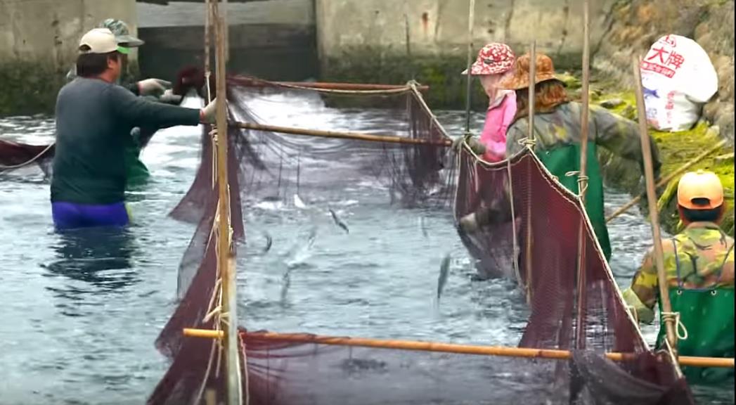 風中旅者 黑面琵鷺