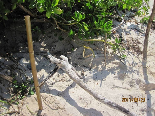 Positioning post of the sea turtle’s egg nest