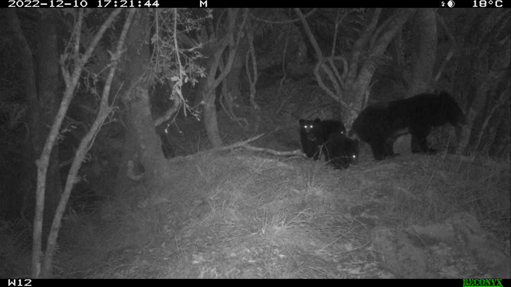 Formosan Black Bears in Yushan