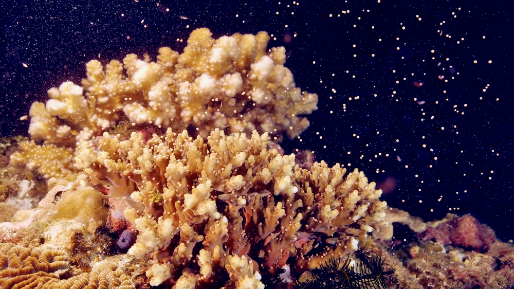 軸孔珊瑚產卵/國立海洋生物博物館提供