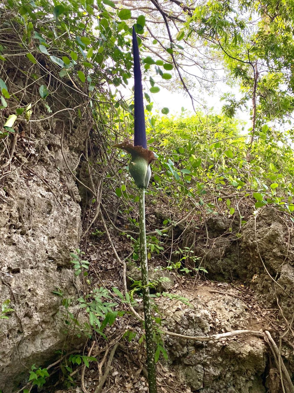 密毛魔芋花序照片