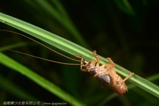 明透翅蟋螽(終齡若蟲)