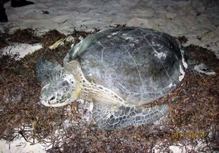 This is the first Chelonia mydas to lay eggs on Dongsha Island in recent years (Photographer: MNPH Huang Shi-bin)