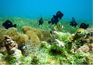 東沙環礁國家公園有著豐富多樣的海洋生物及生態環境(海管處提供)