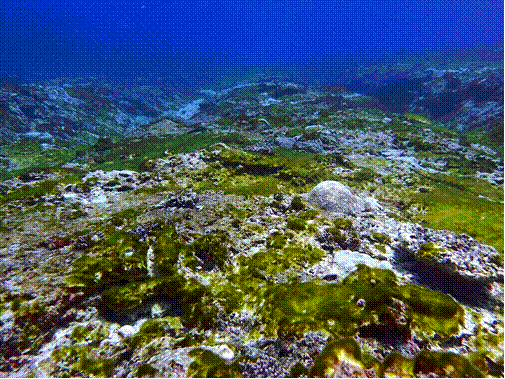 Recent research also found that typhoons have a huge impact on the coral reef habitats in Dongsha atoll