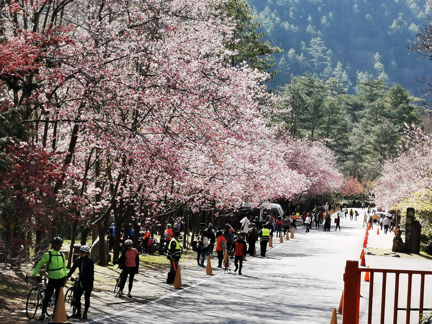 109年武陵櫻花季(109年2月拍攝)