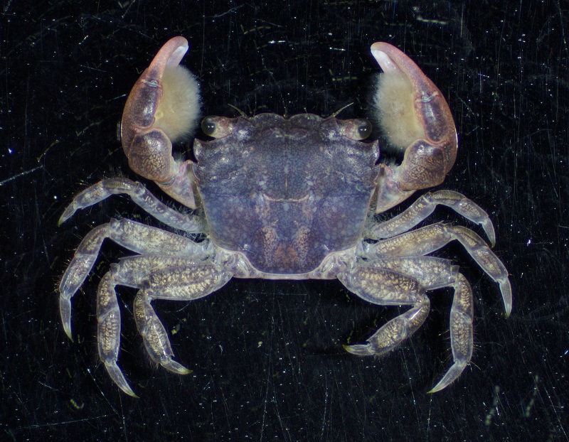 Thalassograpsus harpax