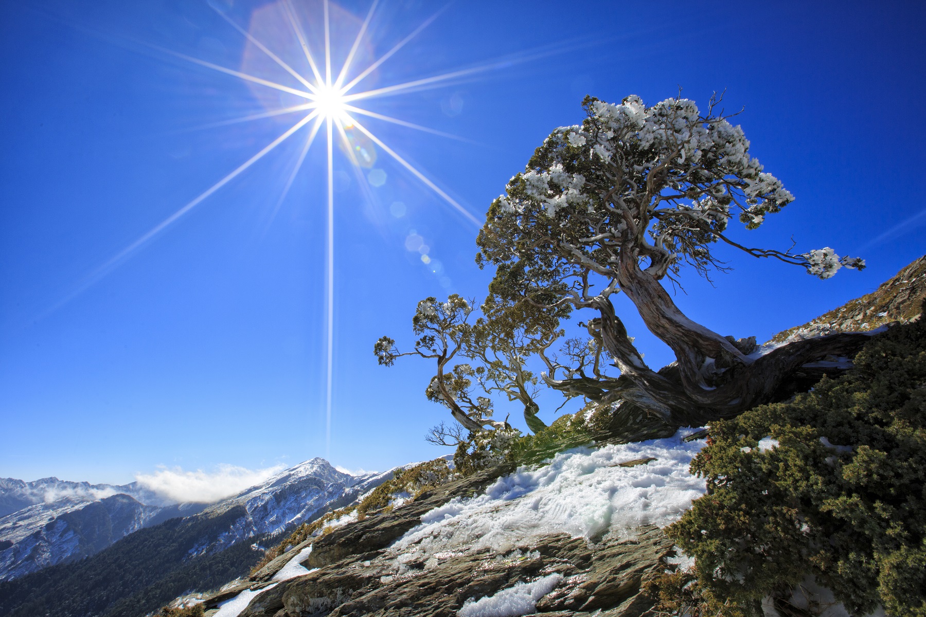 Juniperus morrisonicola Hayata on the Hehuan Mountain north peak.
