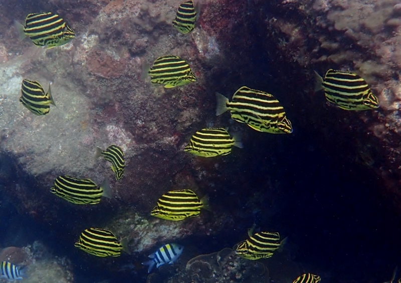 台灣北部常見的柴魚也能在澎湖南方四島海域發現