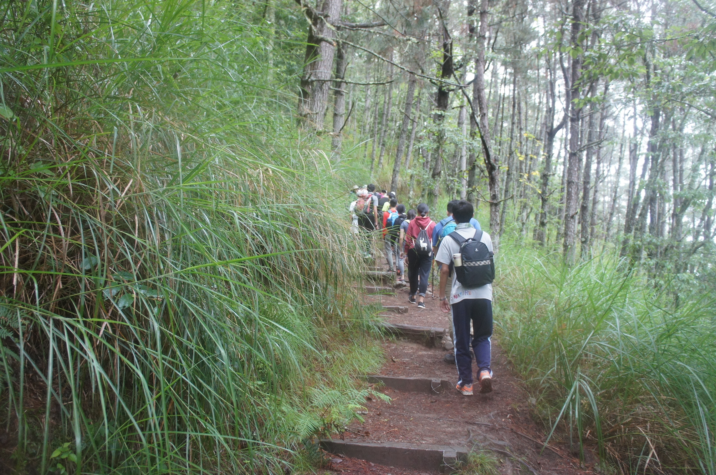雪山登山口至七卡山莊步道平緩,適合安排健行活動健行