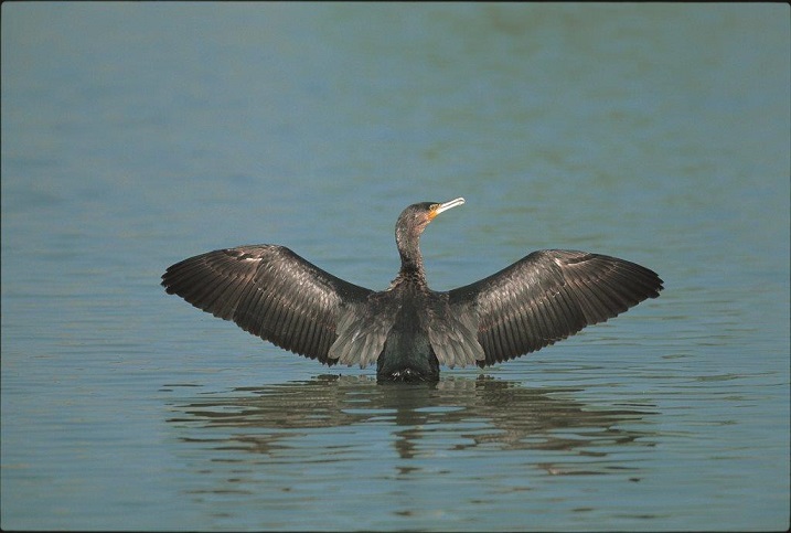 Cormorant