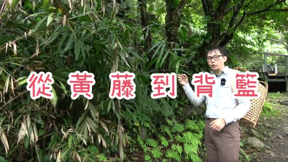 從黃籐到背籃，共兩張照片